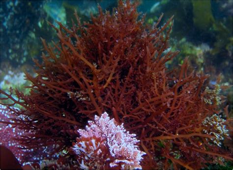 Multimedia Gallery - The macroalgae Gelidium robustum is a key habitat in which black surfperch ...