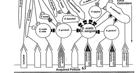 BIOL 202 - Microbiology: Plaque: a biofilm formation