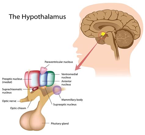 Hypophyseal Portal Circulation & Hypothalamic Nuclei | Birla Fertility ...