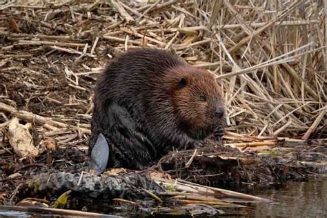 Beaver Habitat: Where Do Beavers Live In The World?