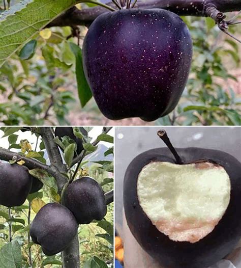 Black Diamond Apples are Not a Photoshop Trick, But Rather a Real Fruit ...