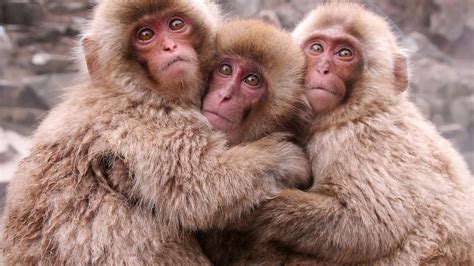 Cute Japanese Macaque Photos - Angelic Hugs