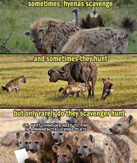 #hyena memes | Explore Tumblr Posts and Blogs | Tumgik