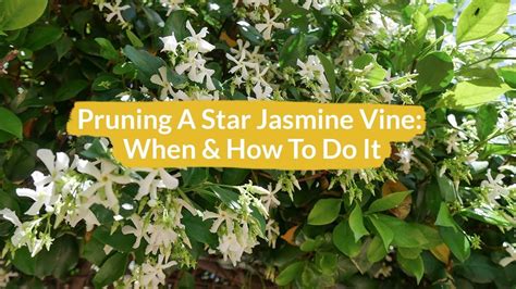 Pruning A Star Jasmine Vine: How & When To Do It | Jasmine vine, Star jasmine vine, Star jasmine