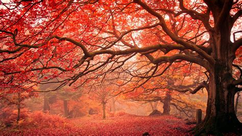 Red autumn trees - backiee