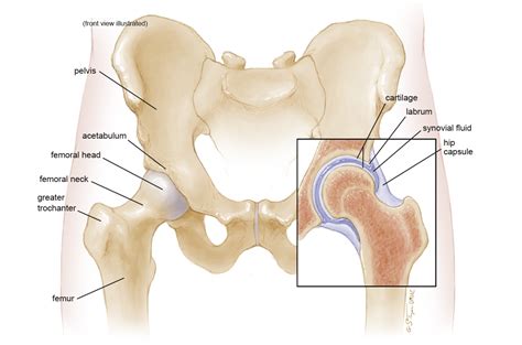 Why You're Not Able to Squat Below Parallel...and What to Do About It — Arrow Physical Therapy ...