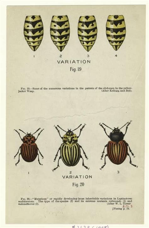 [Variations in insect anatomy.] | Insect anatomy, Insects, Animal illustration