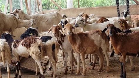 SHEEP FARMING IN AFRICA #ghana #sheep #sheepfarming #shorts #trending # ...