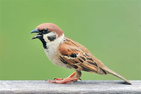 File:Eurasian Tree Sparrow.jpg