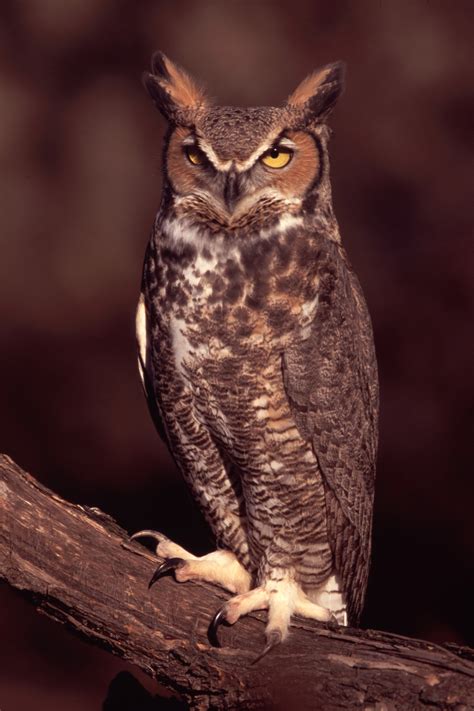 Horned Owl - craibas.al.gov.br