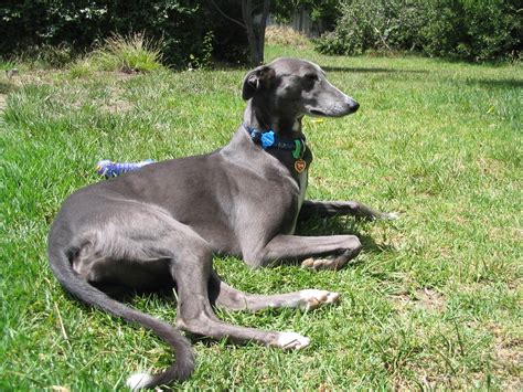 Greyhound Breed Guide - Learn about the Greyhound.