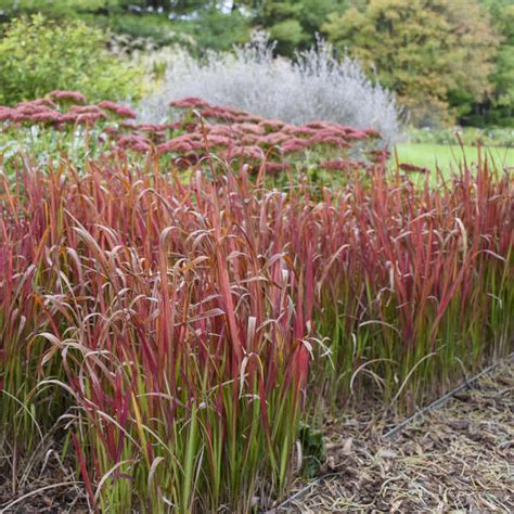 Photo Essay | Perennials for Fall Color | Perennial Resource