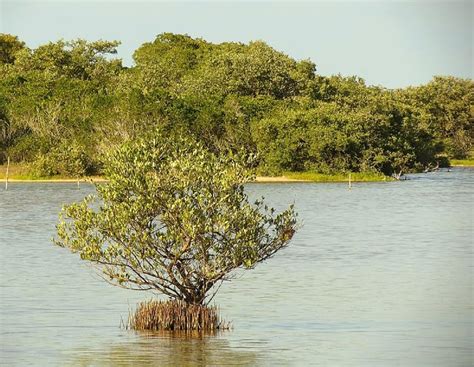 Black Mangrove: Survivors of Harsh Coastal Environments - Ocean Info