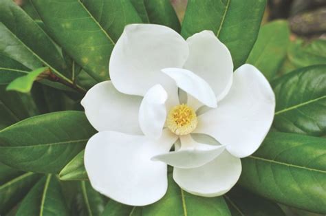 Magnolia Flowers, Varieties and Planting Tips - Flower Magazine