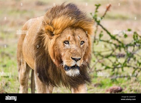 lion in african savanna Stock Photo - Alamy