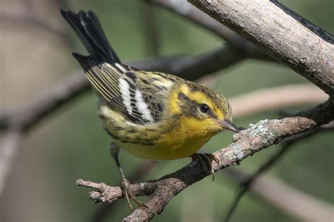 Blackburnian Warbler (female-fall) – Jeremy Meyer Photography