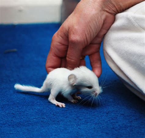 30 baby chinchilla Pictures That Will Simply Destroy You With Cuteness