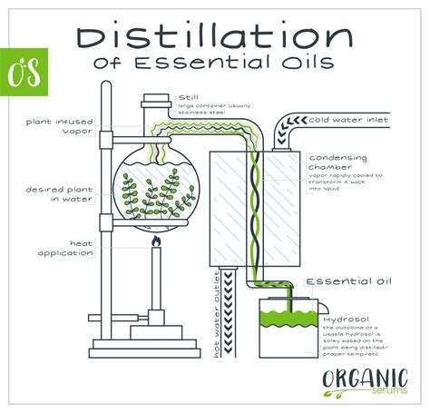 Essential Oil Distillation Diagram - diagram net