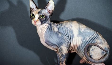 Mèo ai cập (mèo Sphynx): Nguồn gốc, đặc điểm, cách nuôi, giá bán
