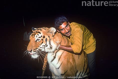 Stock photo of Big cat trainer with Tiger (Panthera tigris) Great Royal Circus, Bombay ...