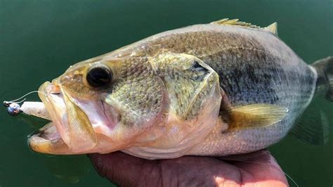 Fishing the Damiki Rig for Winter Bass - Wired2Fish.com