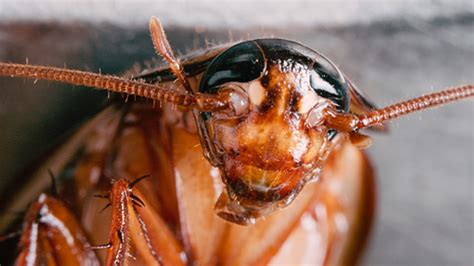 How Water Leaks Cause Cockroach Infestations - Bank2home.com