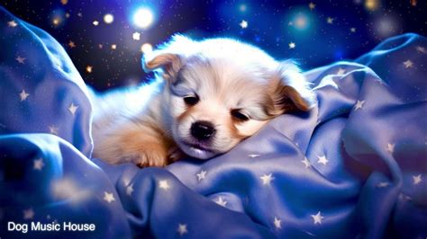 Relaxing music for dogs🐶Stress Relief Music,Relaxation Music🎵Dog's Favorite Music. - YouTube