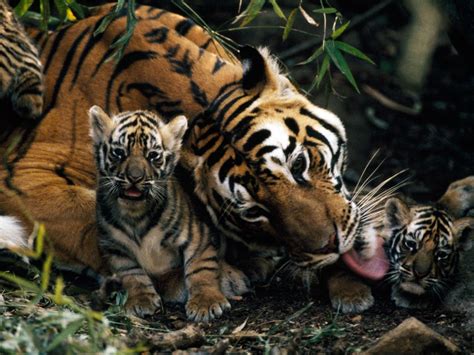 Big Cat Cub Pictures - National Geographic