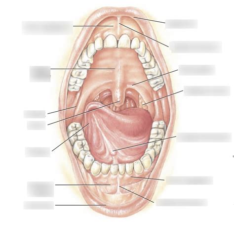 Oral Cavity Diagram | Quizlet