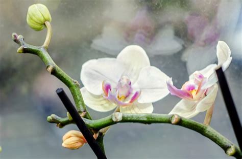 Phalaenopsis Orchid Care: Learn About Phal Orchid Maintenance After Blooming