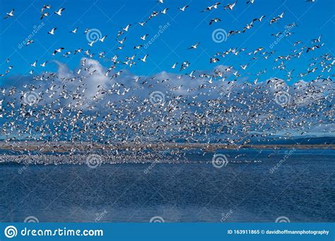 Snow Geese Migration stock image. Image of bird, nature - 163911865