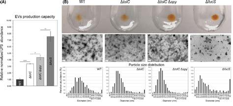 Characterization of the Synechocystis sp. PCC6803 extracellular ...