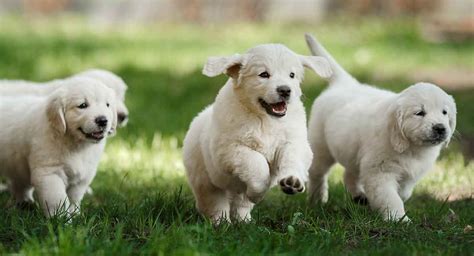 Best Golden Retriever Names - Awesome Ideas For Perfect Puppies