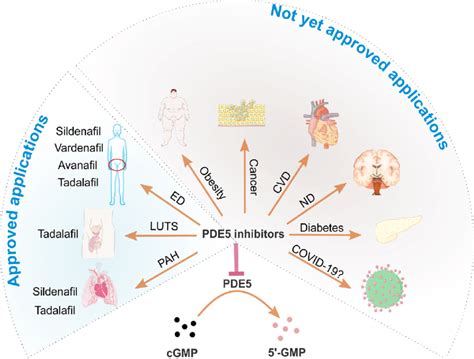 Therapeutic applications of PDE5 inhibitors. On the left side (light... | Download Scientific ...