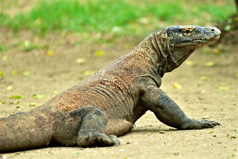 Stunning Komodo Dragon HD Wallpaper