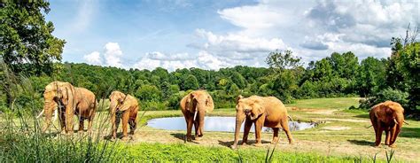 NC Zoo Receives International Award for Sustainability | PBS North Carolina