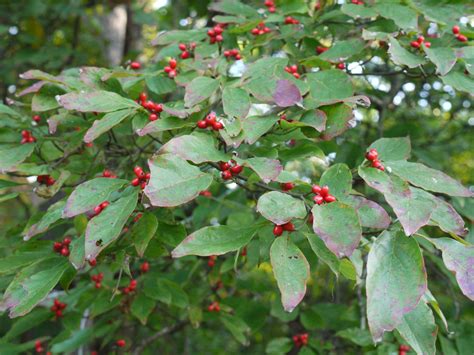 A study of red berries | Identify that Plant