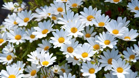 Download Nature White Flower Close-up Flower Daisy HD Wallpaper