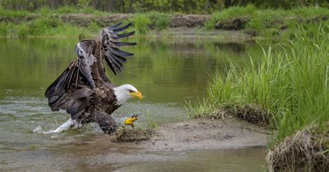 Northof49Photography: The Largest Bald Eagle Migration in North America