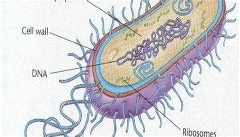 Where Do Bacteria Live? | Sciencing