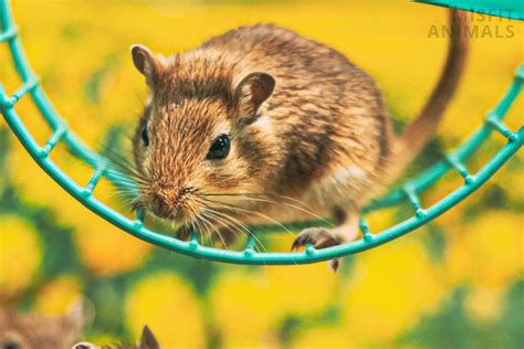 Gerbil Lifespan: How Long Do Gerbils Live? | Misfit Animals