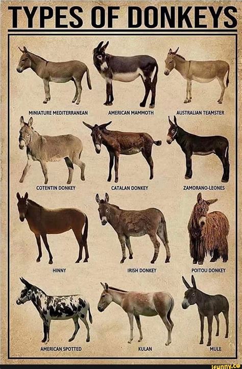 TYPES OF DONKEYS MINIATURE MEDITERRANEAN AMERICAN MAMMOTH AUSTRALIAN TEAMSTER COTENTIN DONKEY ...