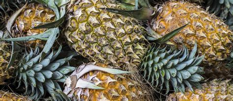 Antigua Black Pineapple | Local Pineapple From Antigua and Barbuda, Caribbean