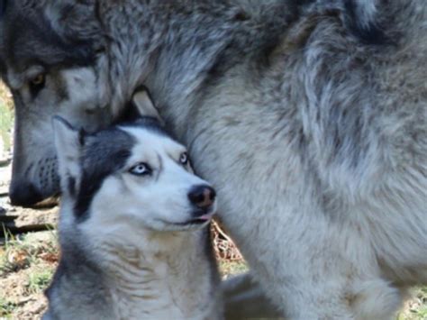 Husky Vs Wolf: Key Differences Explained A-Z Animals, 56% OFF