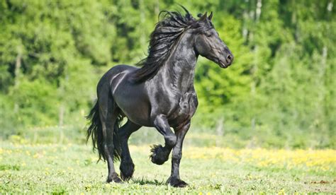 Large Black Horse Breeds - Helpful Horse Hints