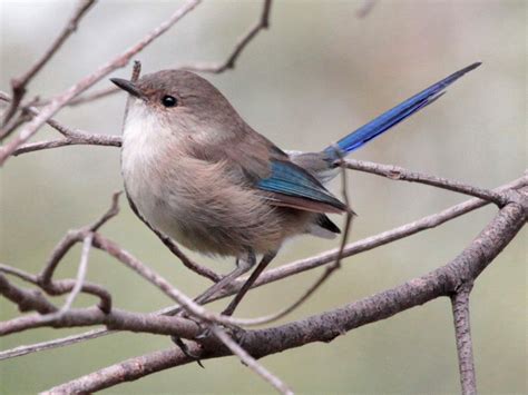 Splendid Fairy Wren