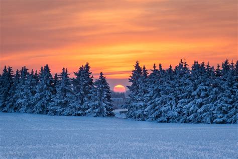 pine Trees, Snow, Landscape Wallpapers HD / Desktop and Mobile Backgrounds