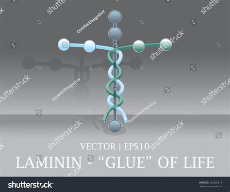 15 Laminin Images, Stock Photos, and Vectors | Shutterstock