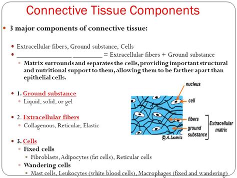 Three main components of connective tissue