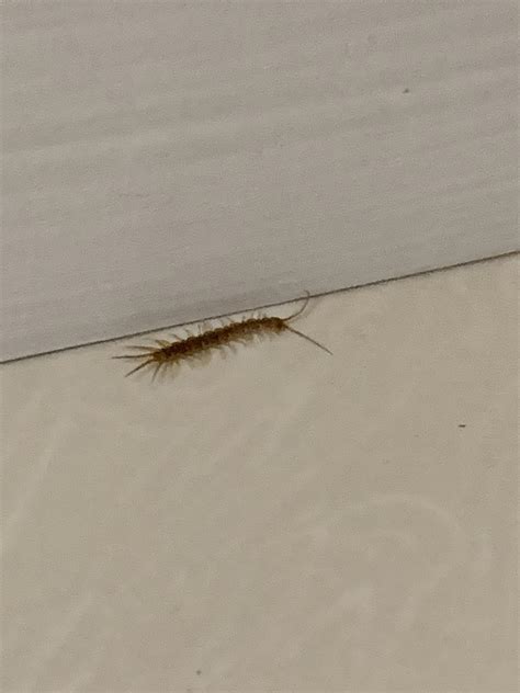 Baby house centipede? About 1 inch long in basement. Very fast! : r/whatsthisbug